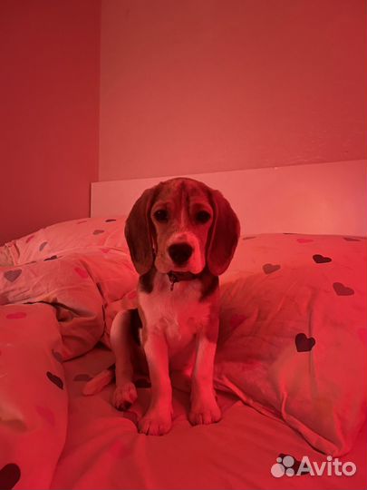 Щенки бигль девочка