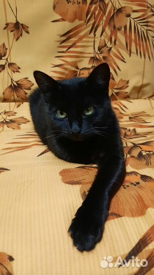 Отдам кошечку в добрые руки