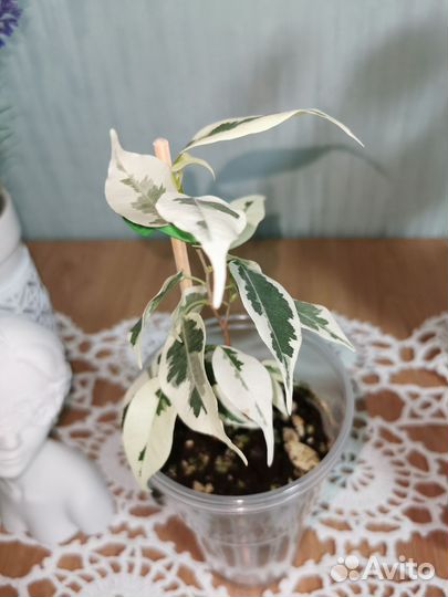 Фикусы сортовые