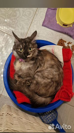 Отдам в добрые руки