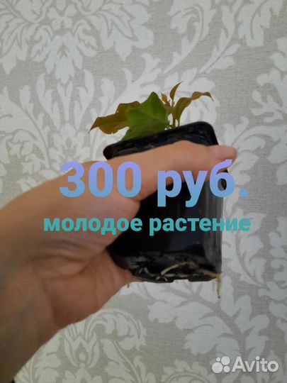 Бугенвиллея (Bougainvillea) Vera Deep Purple