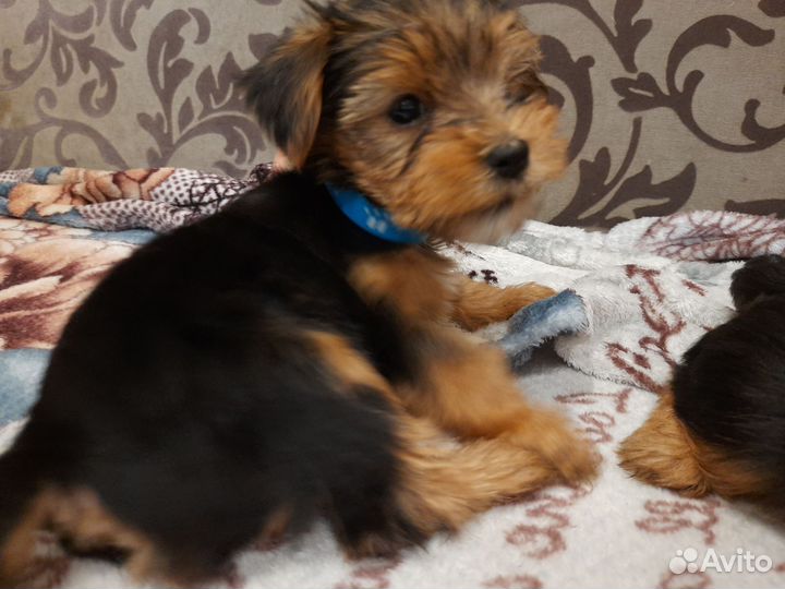 Йоркширский терьер щенки