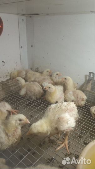 Цыплята бройлеры суточные и подрощенные