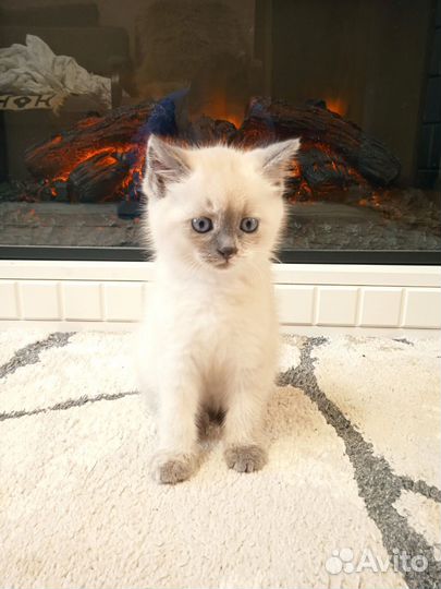 Кошечка в добрые руки