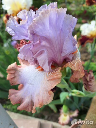 Ирисы бородатые