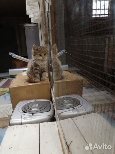 Отдам котят