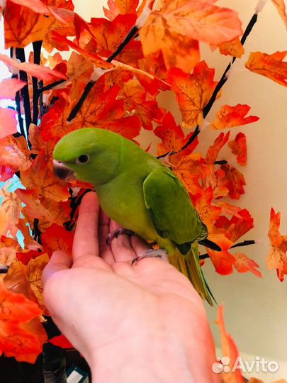 Ожереловый попугай от говорящих родителей