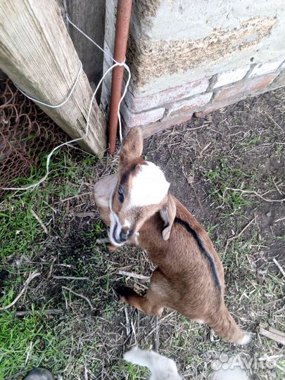 Продаются козлята и козы