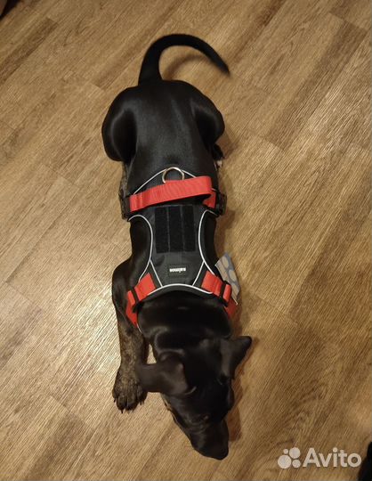 Шлейка прогулочная в хорошем состоянии