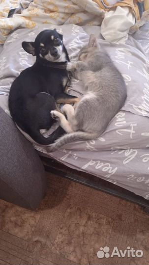 Мини той-терьер