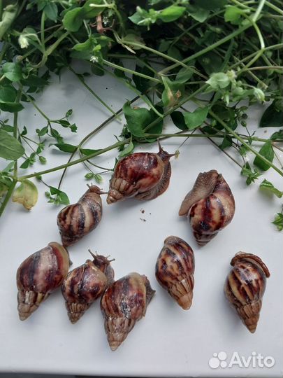 Улитки Африканские отбраковка