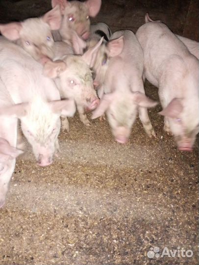 Поросята