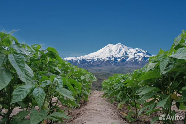 Перец каролина рипер (Caroline ripper)
