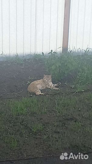 Кошки в добрые руки