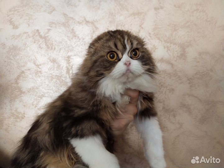 Шотландский вислоухий кот