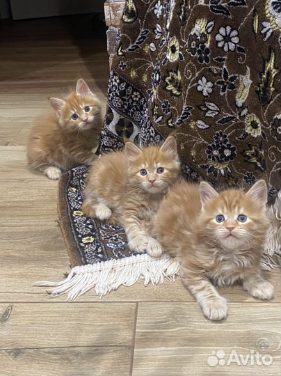 Котята мейкун