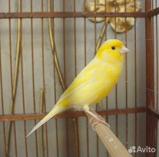 Кенары и канарейки(супер поющие)