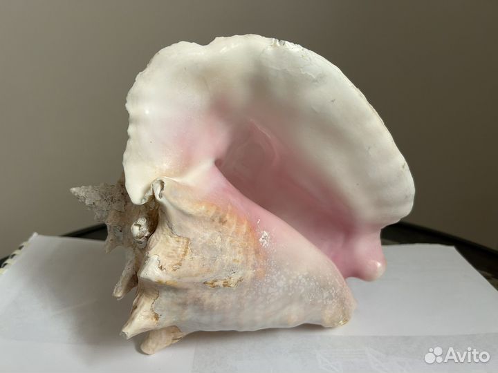 Ракушка океаническая большая