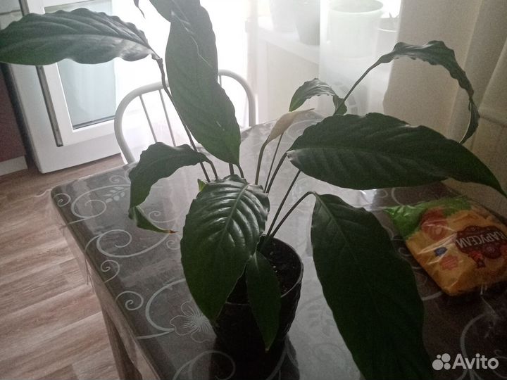 Спатифиллум