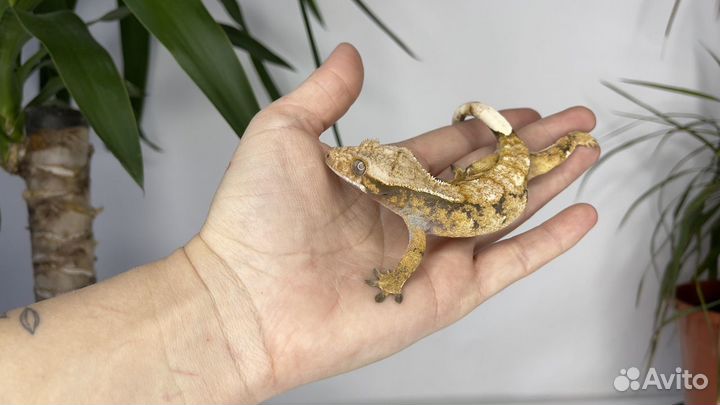 Бананоед Extrim самка