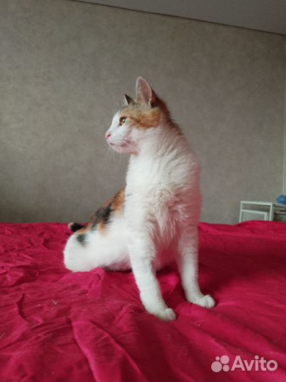 Кошка ищет дом