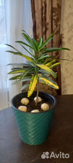 Бенджамина