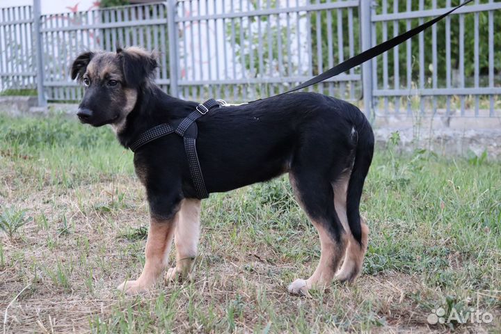 Щенок-подросток