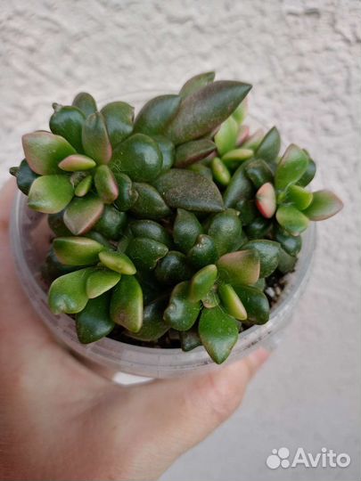 Суккуленты