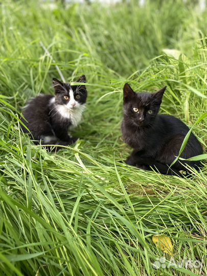 Котята (мальчики и девочка)