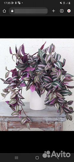 Традисканция