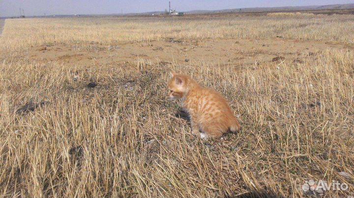 Курильский бобтейл вязка