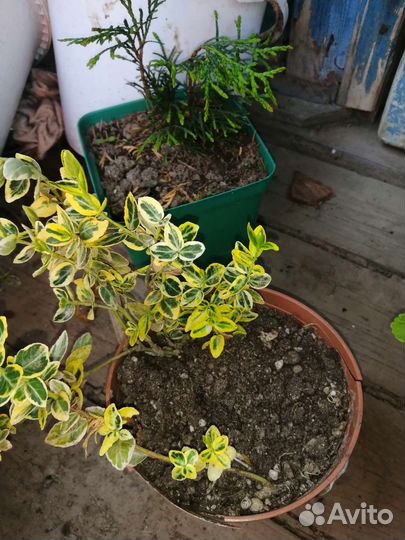 Бересклет Форчуна Ред