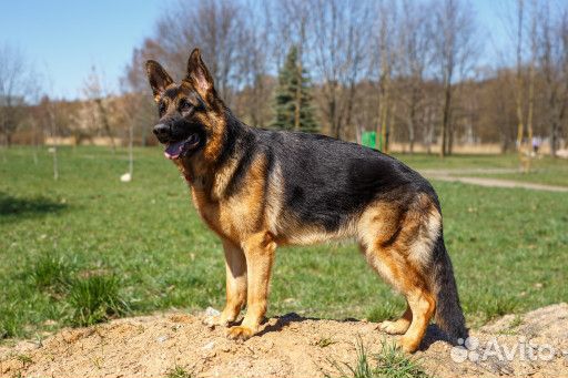 Отдается в добрые руки: немецкая овчарка