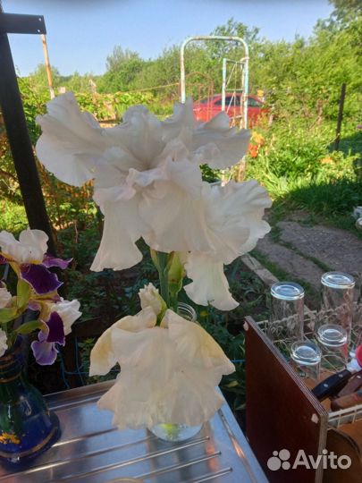 Ирисы бородатые сортовое