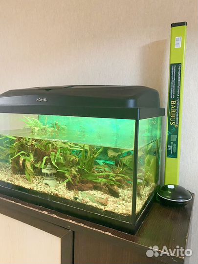 Аквариум 100l aquael с живыми растениями