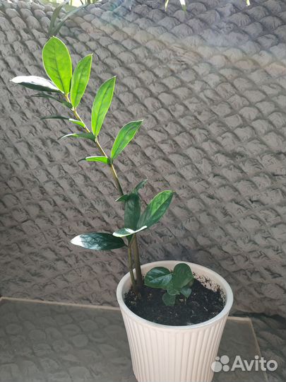 Замиокулькас