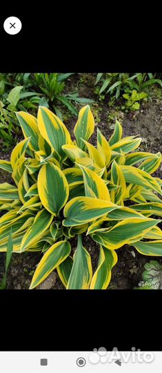 Примула хоста дербенник тиарелла