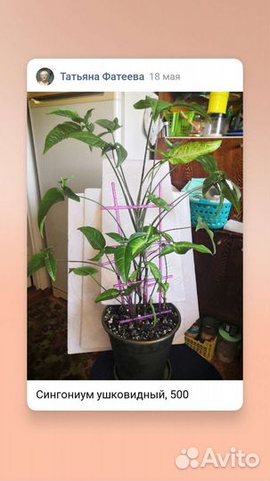 Комнатные растения