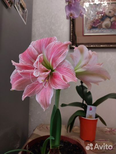 Гиппеаструм, гипеаструм, амаралис