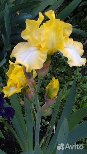 Ирисы сортовые