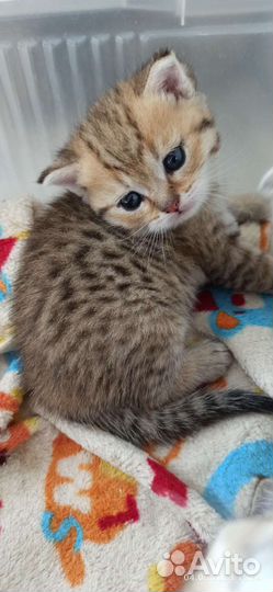 Котята золотая шиншилла (бронь)