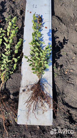 Кизильник блестящий, бирючина обыкновенная