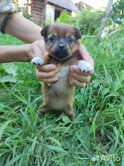 Собаки бесплатно в добрые руки