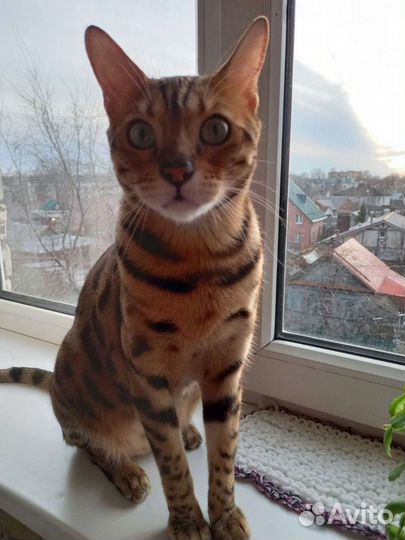 Передержка домашних животных