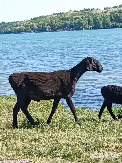 Баран гиссарский