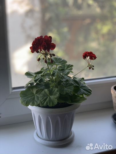 Пеларгония герань