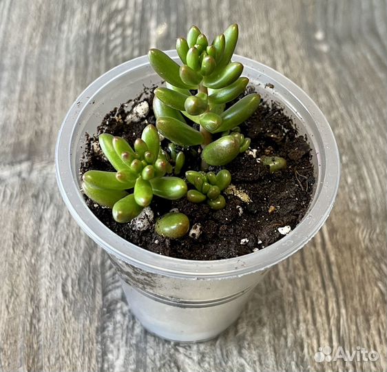 Суккуленты