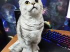 Вязка Шотландская вислоухая кошка объявление продам