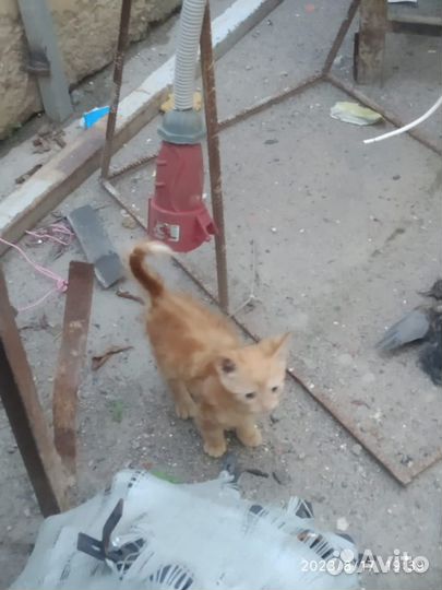 Котенок и мама выживают на стройке