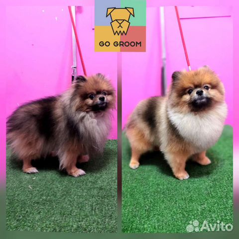 Стрижка собак и кошек (груминг)